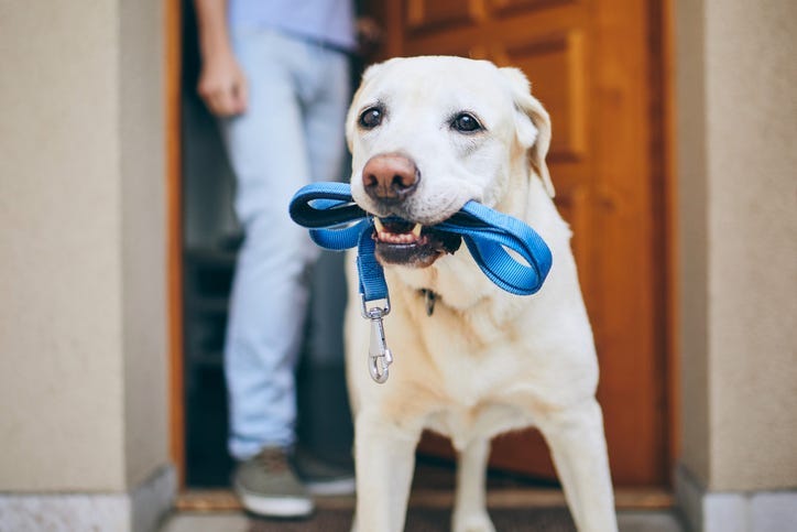 Dog
