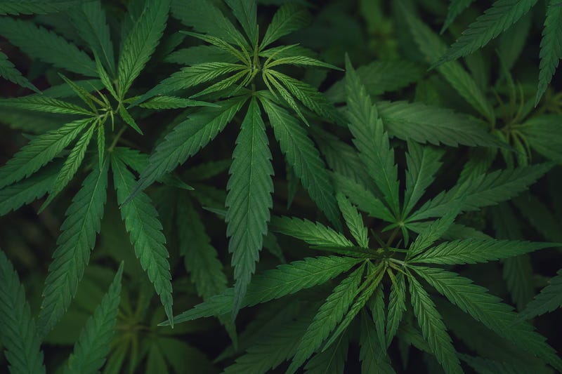 Marijuana