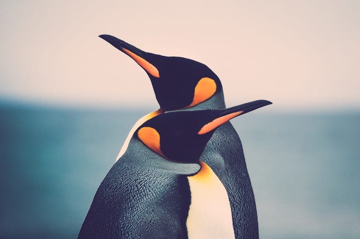 Penguins