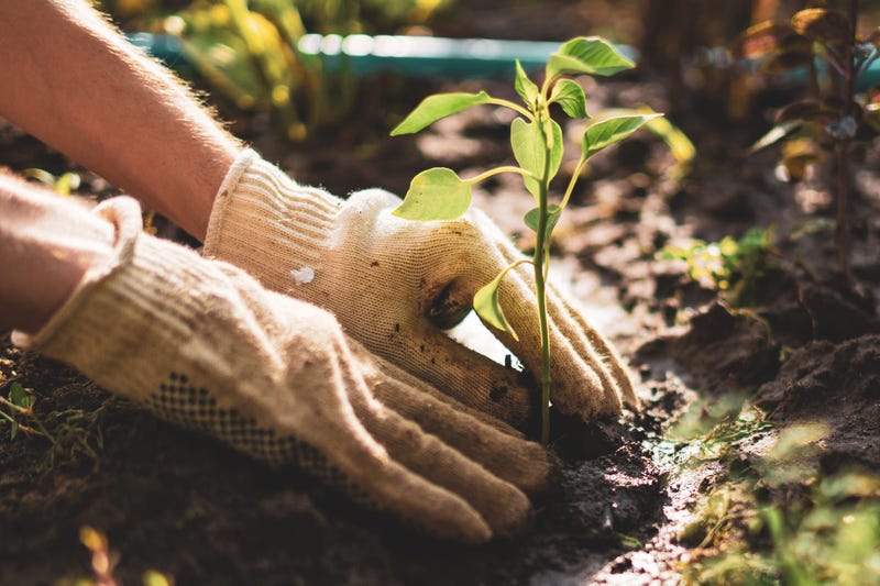 gardening-GettyImages-1161321111.jpg