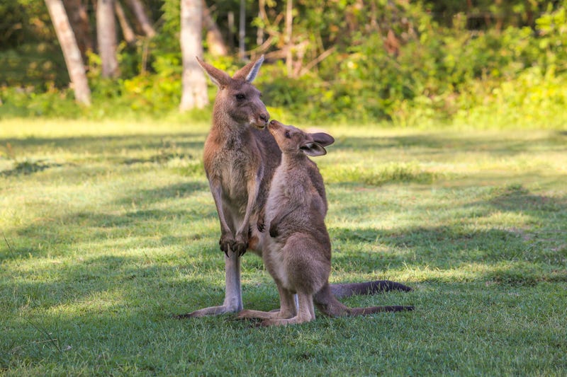 Kangaroo