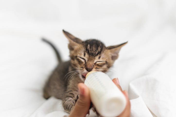 kitten