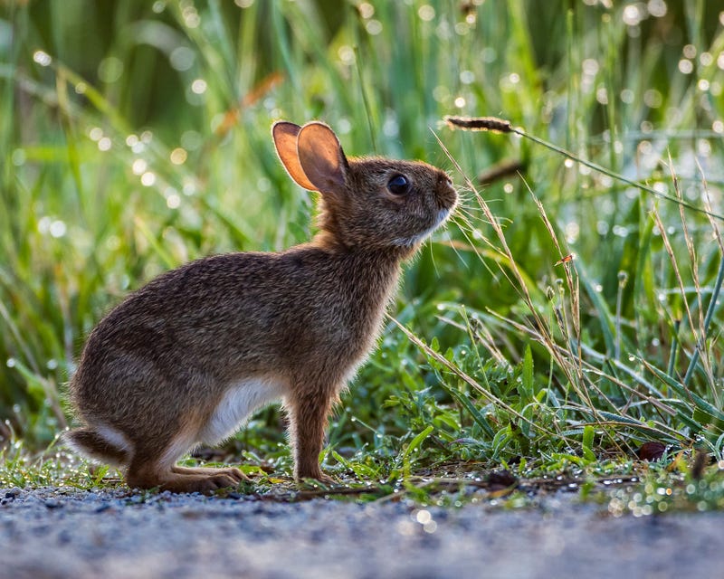 Bunny Rabbit