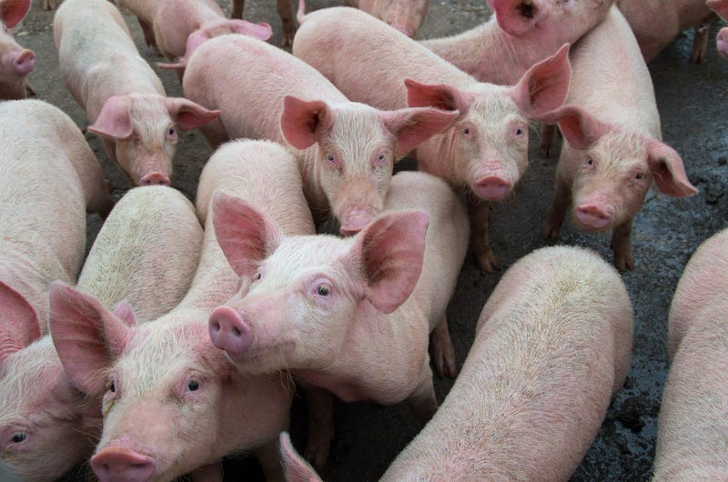 Pig Farm