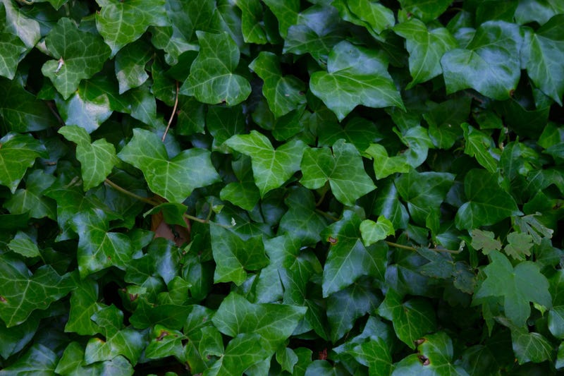 green-ivy-GettyImages-1166140317.jpg
