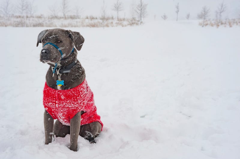 A dog in sweater in the snow