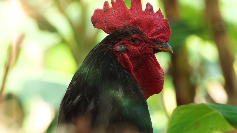 Rooster