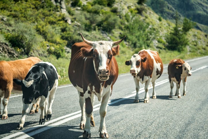 Cows in the Road
