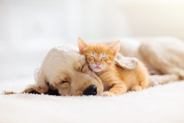 cute animals