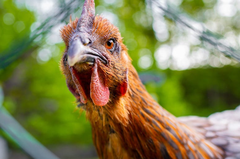 Chicken, Angry, Mean, Glare, Stare, Cage