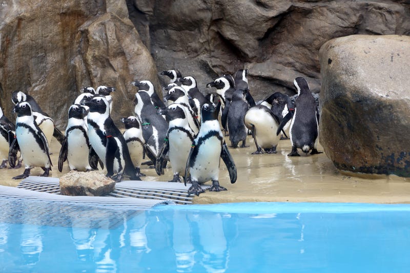 penguin