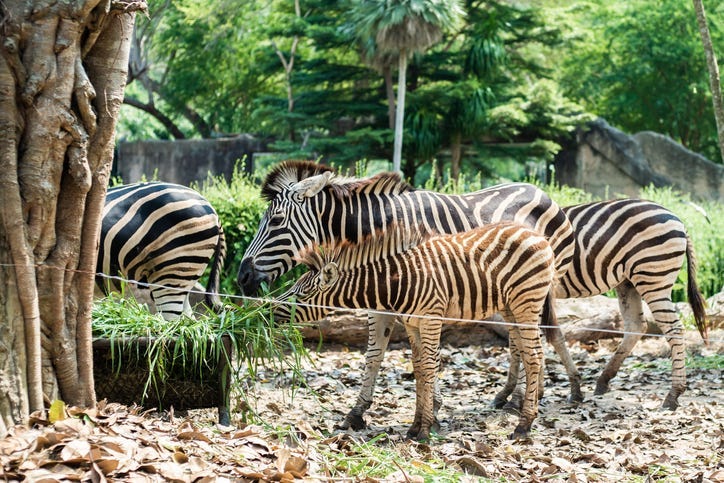 Baby Zebra