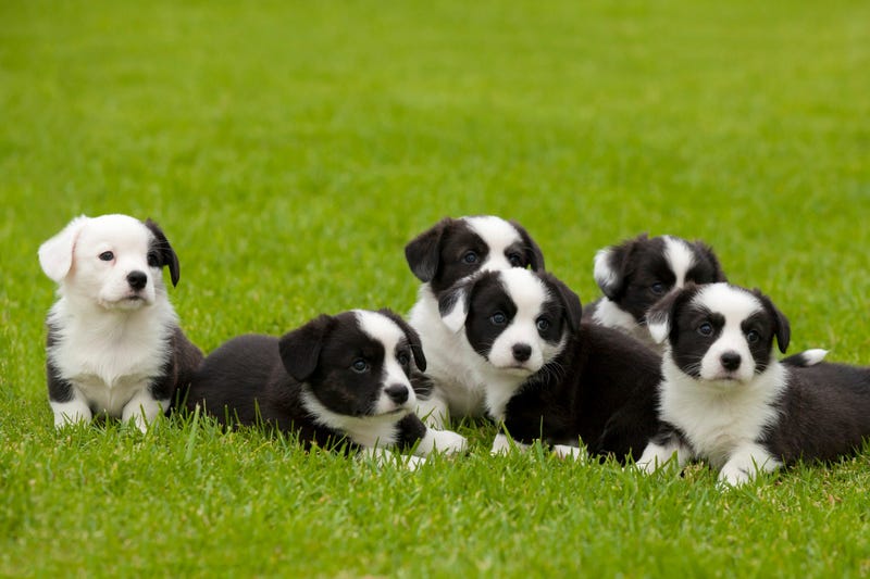 Six cute brindle and white Cardigan Welsh Corgi puppies sitting on grass looking forward