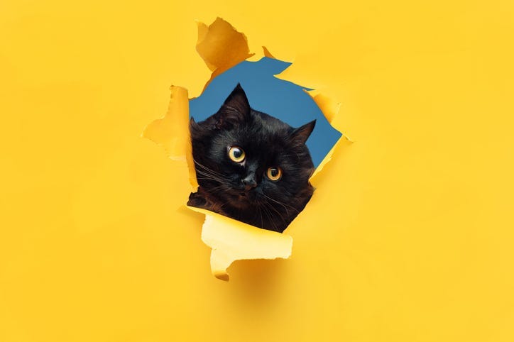 cat