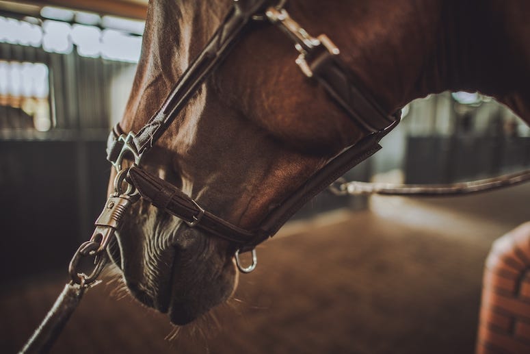 Horse, Stable, Head, Halter