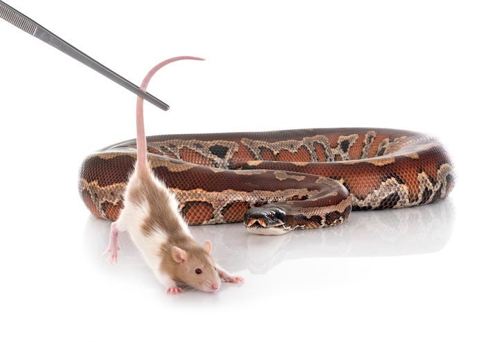 rat snake