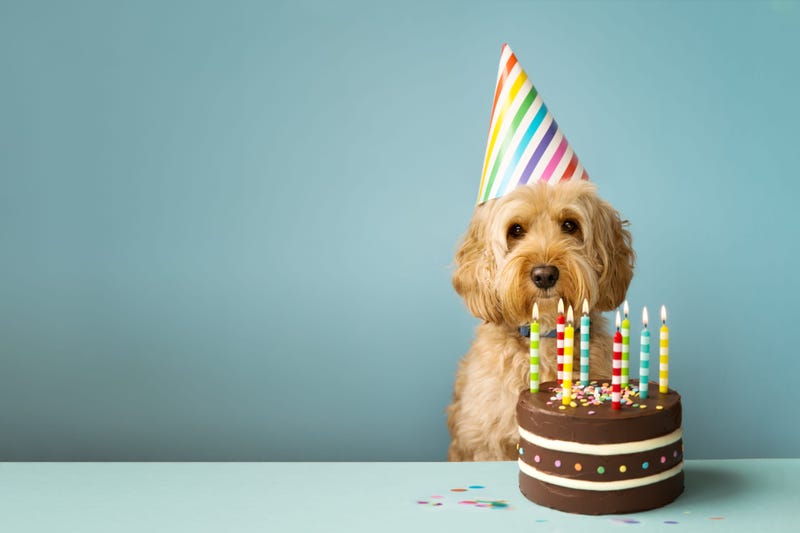 dog bday