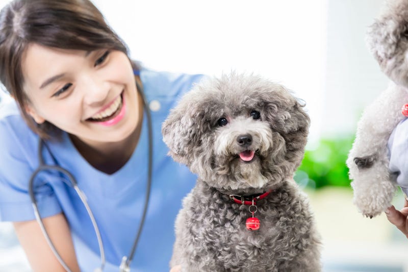 veterinarian doctor and dog