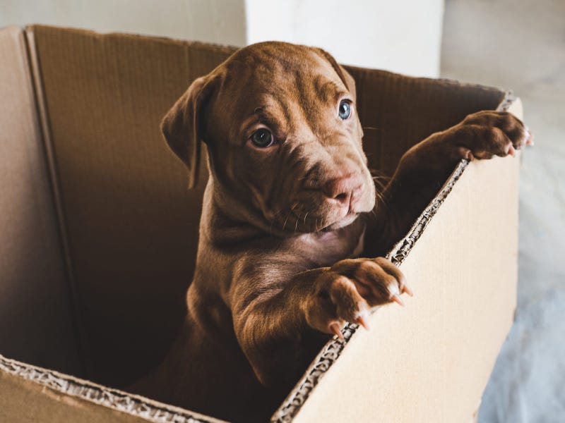 BBB issues warning about spike in pet scams