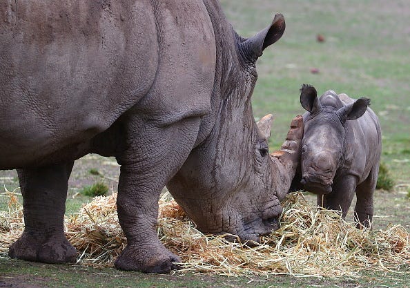 David Gray / Stringer Editorial #: 1175154978 Collection: Getty Images News