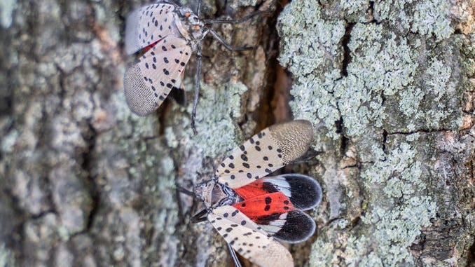 Pa. agricultural officials discuss potential new method of killing spotted lanternflies