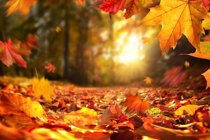 fall foliage