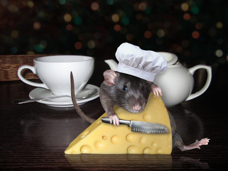 Rat