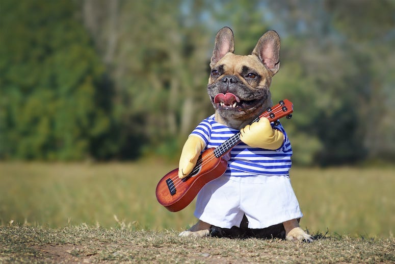 French Bulldog, Dog, Costume, Musician, Guitar