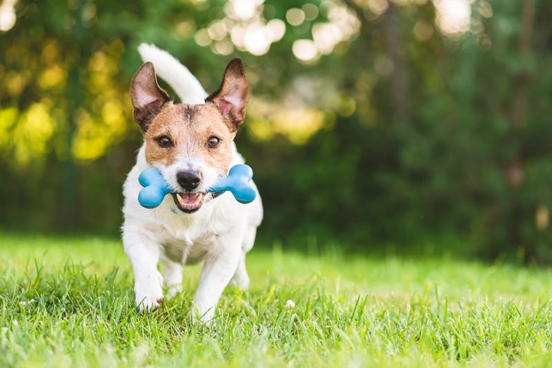 Tips to Keep your Dog Active During Quarantine