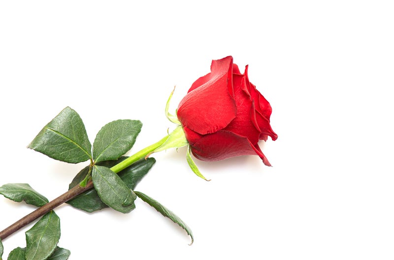 Single Red Rose on White Background