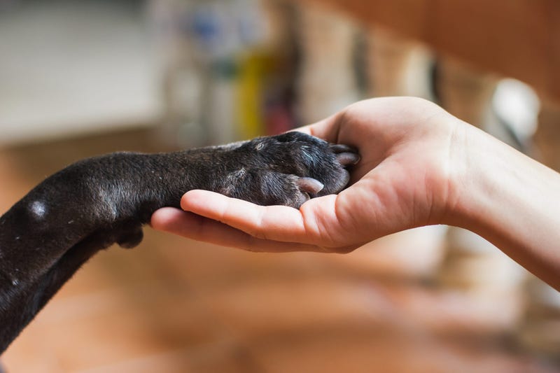  The doomsday clock and emotional support animals