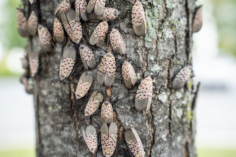 Swarm of spotted lantern flies on tree