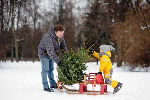 christmas tree cut your own