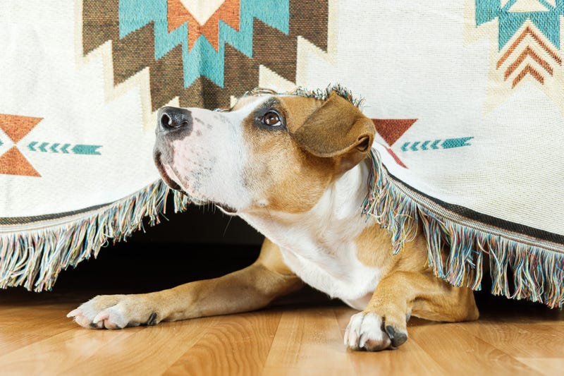 dog-scared-anxious-GettyImages-1182916475.jpg