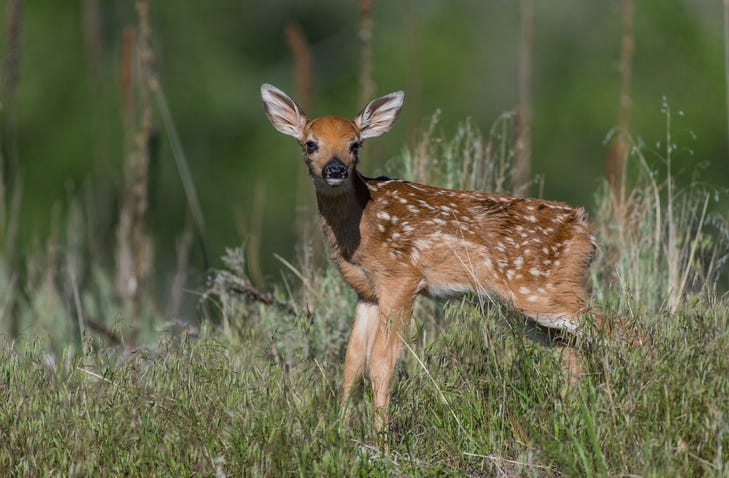 Bambi