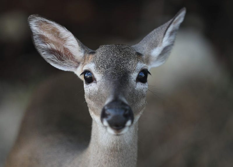 © Photo by Joe Raedle/Getty Images