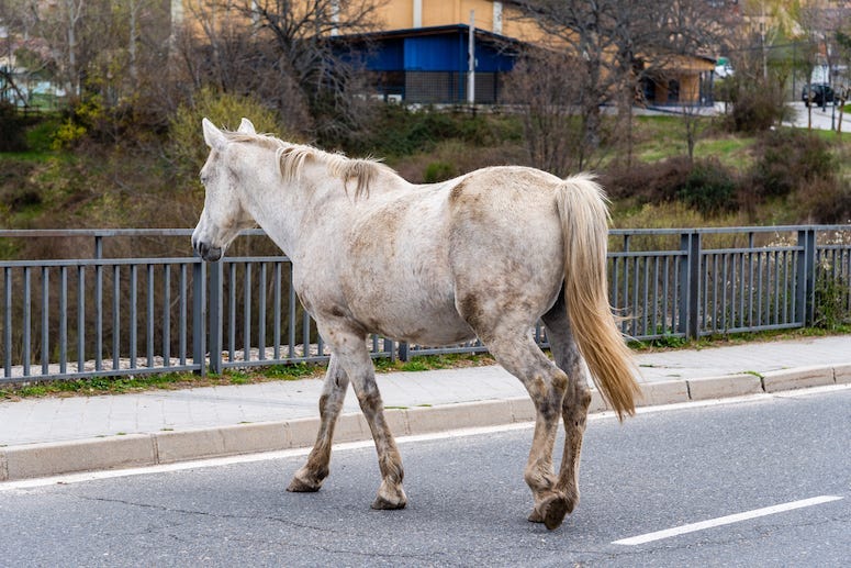 Horse, Roaming, Street, Highway