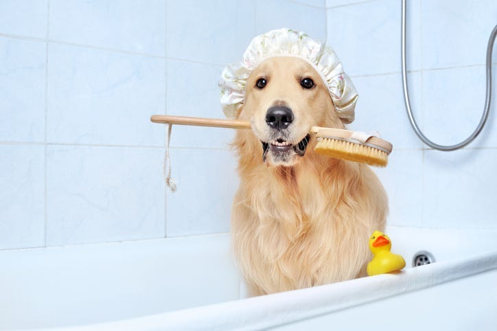 Doggo