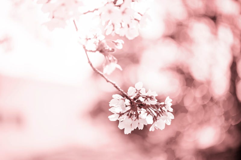 Warmer temperatures have caused some cherry trees to flower.