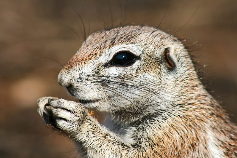 Squirrel 