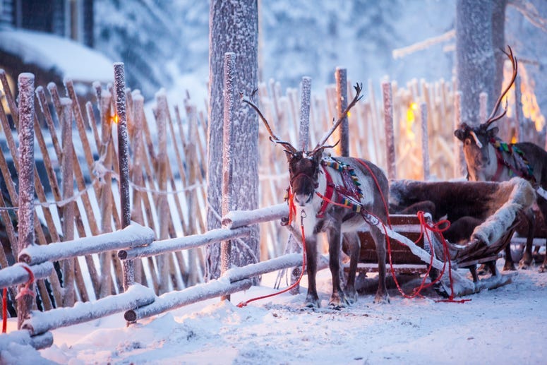 santa reindeer 2