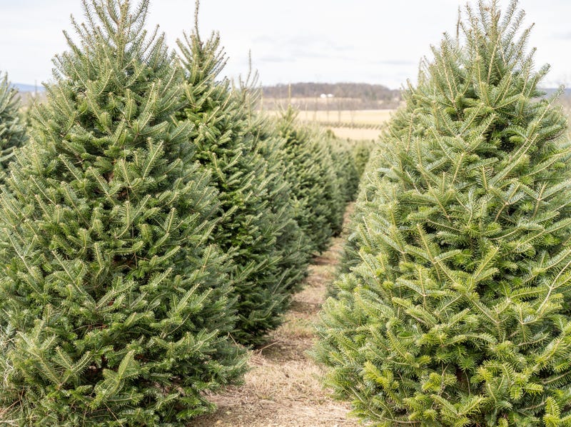 Fraser fir