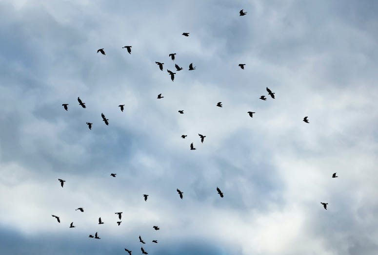 birds