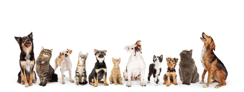 Pets