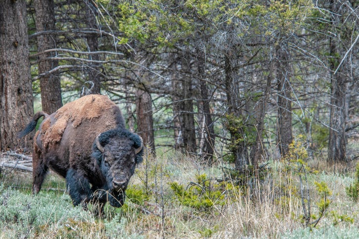 bison