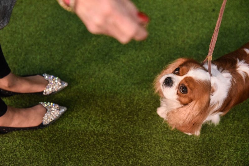 144th annual Westminster Kennel Club Dog Show