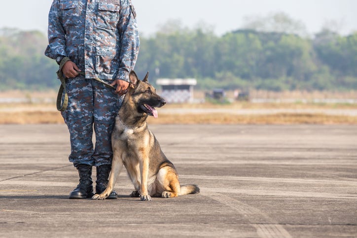 military dog