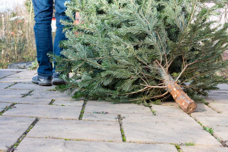 Man taking his Christmas tree to be recycled