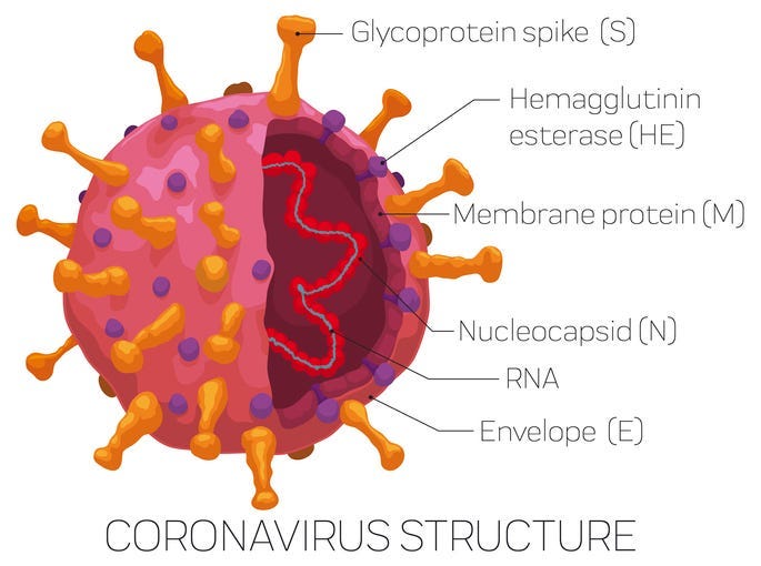 Coronavirus Structure