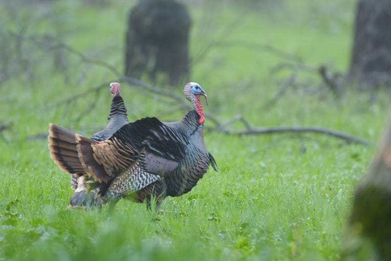 wild turkeys